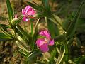 Cone Campion